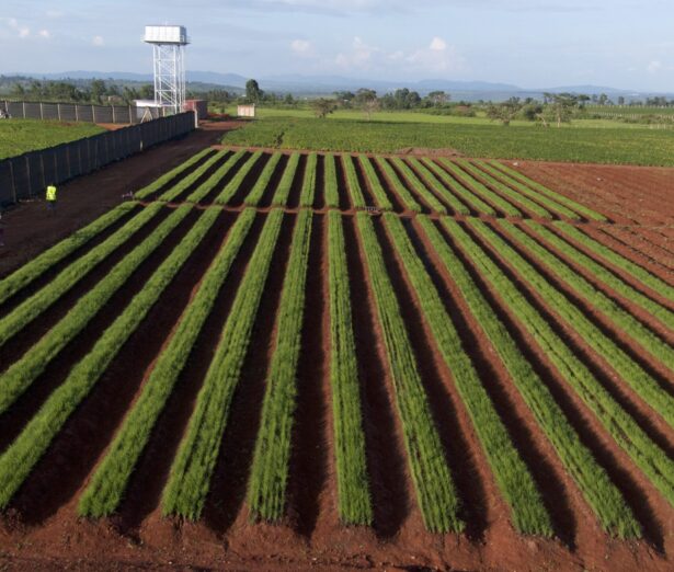 Plum Agri Irrigation - Irrigation system 1 Plum Agri Irrigation - Irrigation system 1