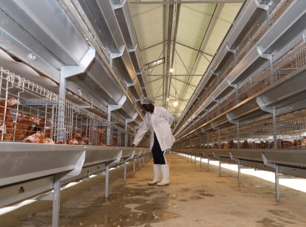 Plum Agri Irrigation - Livestock 2 Plum Agri Irrigation - Livestock 2