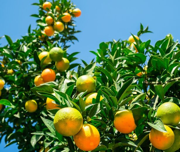 orange-tree-with-fresh-ripe-fruits-against-bright-blue-sky-harvesting-citrus-fruitsselective-focus-vertical-frame-with-space-idea-background An image showing an orange tree
